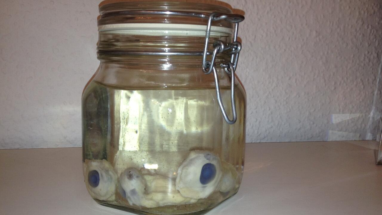 Repekt vor dem Auge. Wissen, wie ein (Schweine)Auge aussieht.